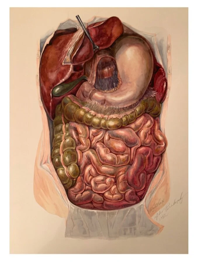 ペルンコップ PERNKOPF Atlas of Topographical and Applied Human